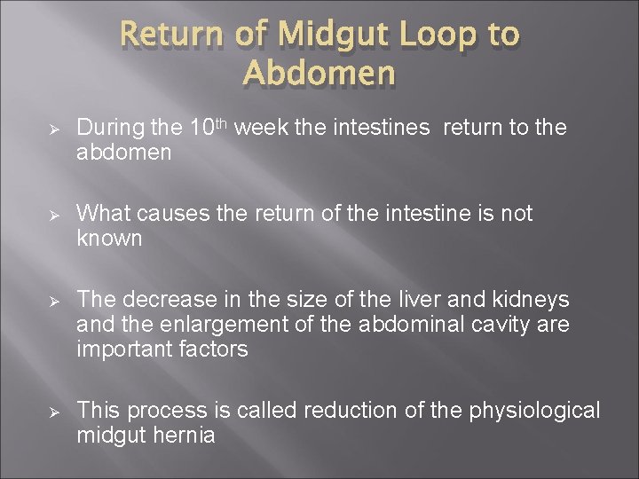 Return of Midgut Loop to Abdomen Ø During the 10 th week the intestines