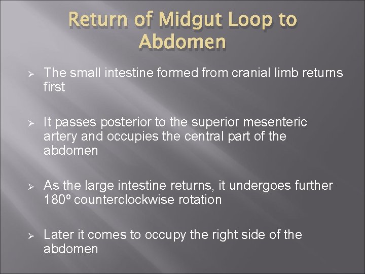 Return of Midgut Loop to Abdomen Ø The small intestine formed from cranial limb