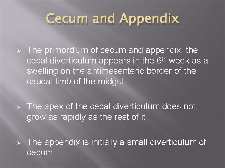 Cecum and Appendix Ø The primordium of cecum and appendix, the cecal diverticulum appears