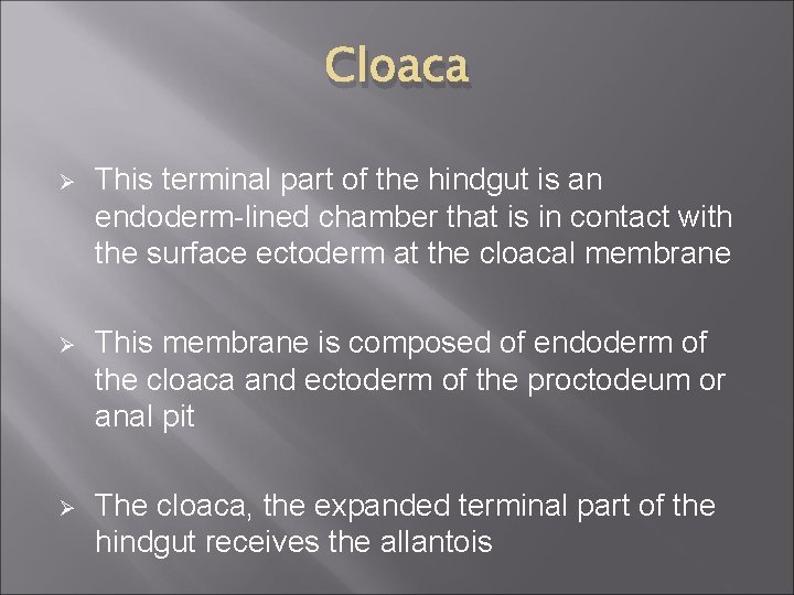 Cloaca Ø This terminal part of the hindgut is an endoderm-lined chamber that is