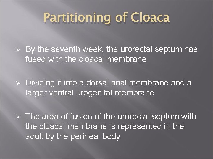 Partitioning of Cloaca Ø By the seventh week, the urorectal septum has fused with