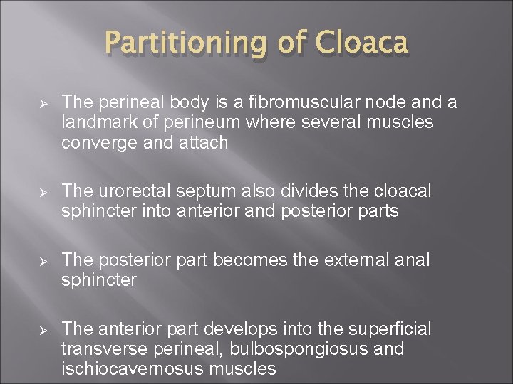 Partitioning of Cloaca Ø The perineal body is a fibromuscular node and a landmark