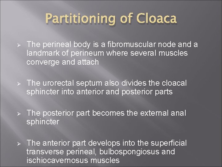 Partitioning of Cloaca Ø The perineal body is a fibromuscular node and a landmark
