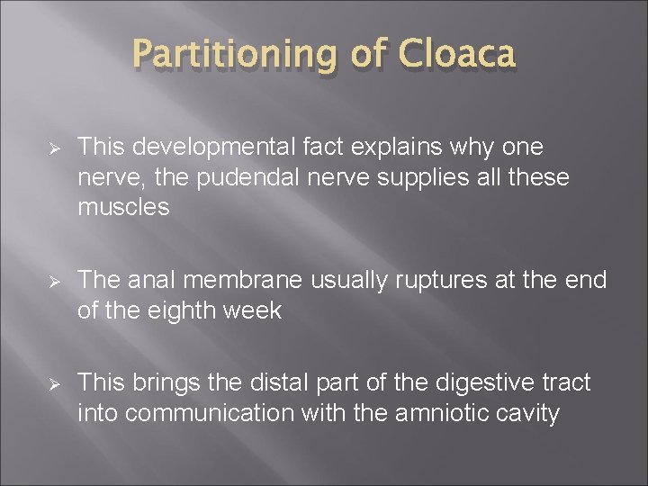 Partitioning of Cloaca Ø This developmental fact explains why one nerve, the pudendal nerve