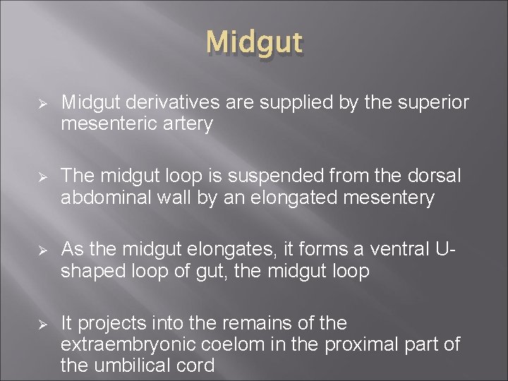 Midgut Ø Midgut derivatives are supplied by the superior mesenteric artery Ø The midgut