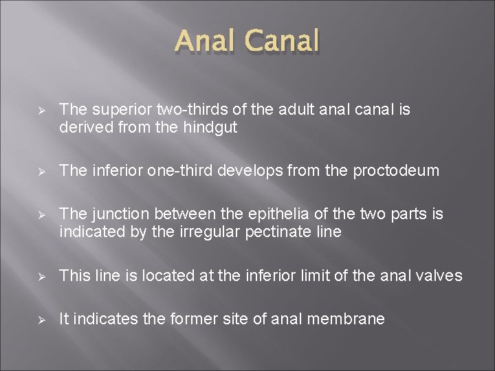 Anal Canal Ø The superior two-thirds of the adult anal canal is derived from