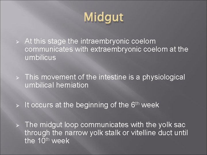 Midgut Ø At this stage the intraembryonic coelom communicates with extraembryonic coelom at the