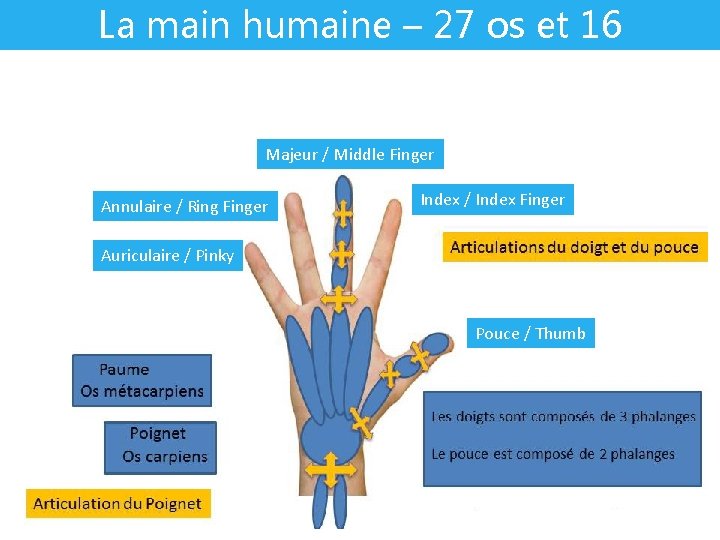 La main humaine – 27 os et 16 articulations Majeur / Middle Finger Annulaire