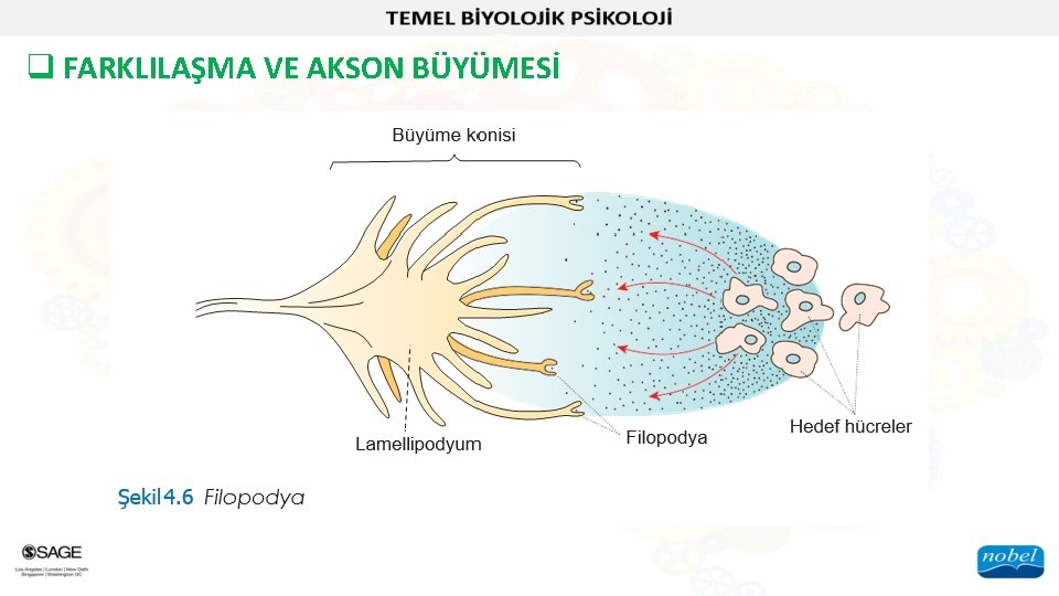 q FARKLILAŞMA VE AKSON BÜYÜMESİ 