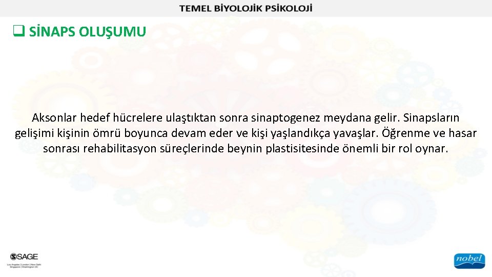 q SİNAPS OLUŞUMU Aksonlar hedef hücrelere ulaştıktan sonra sinaptogenez meydana gelir. Sinapsların gelişimi kişinin