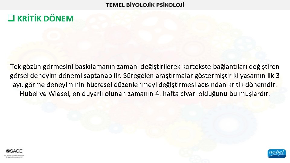 q KRİTİK DÖNEM Tek gözün görmesini baskılamanın zamanı değiştirilerek kortekste bağlantıları değiştiren görsel deneyim