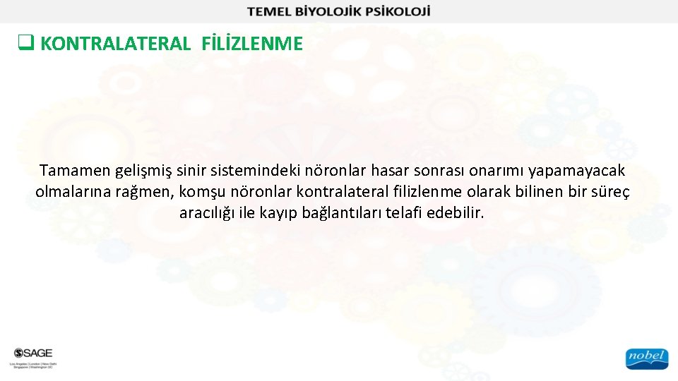 q KONTRALATERAL FİLİZLENME Tamamen gelişmiş sinir sistemindeki nöronlar hasar sonrası onarımı yapamayacak olmalarına rağmen,