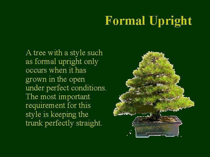 Formal Upright A tree with a style such as formal upright only occurs when