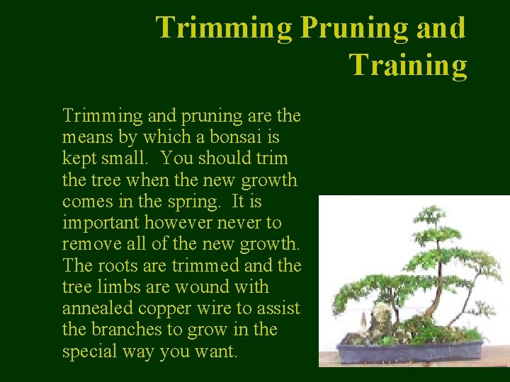 Trimming Pruning and Training Trimming and pruning are the means by which a bonsai