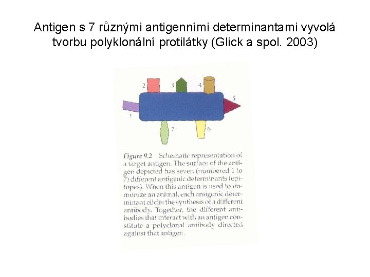 Antigen s 7 různými antigenními determinantami vyvolá tvorbu polyklonální protilátky (Glick a spol. 2003)