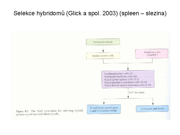 Selekce hybridomů (Glick a spol. 2003) (spleen – slezina) 