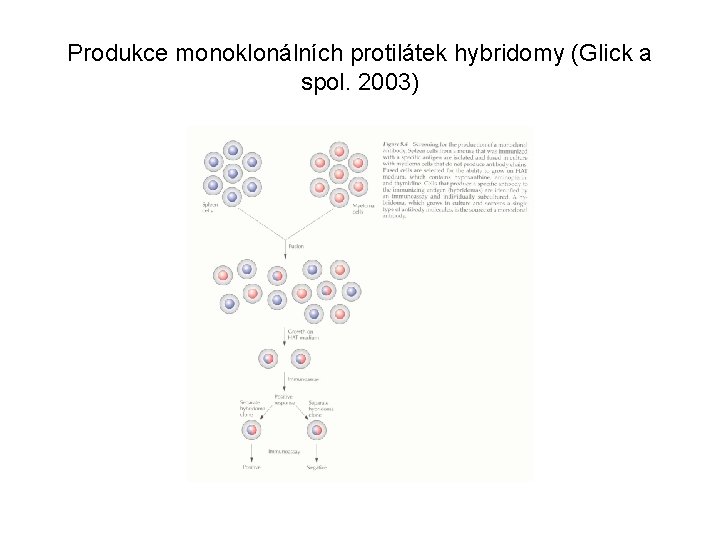 Produkce monoklonálních protilátek hybridomy (Glick a spol. 2003) 