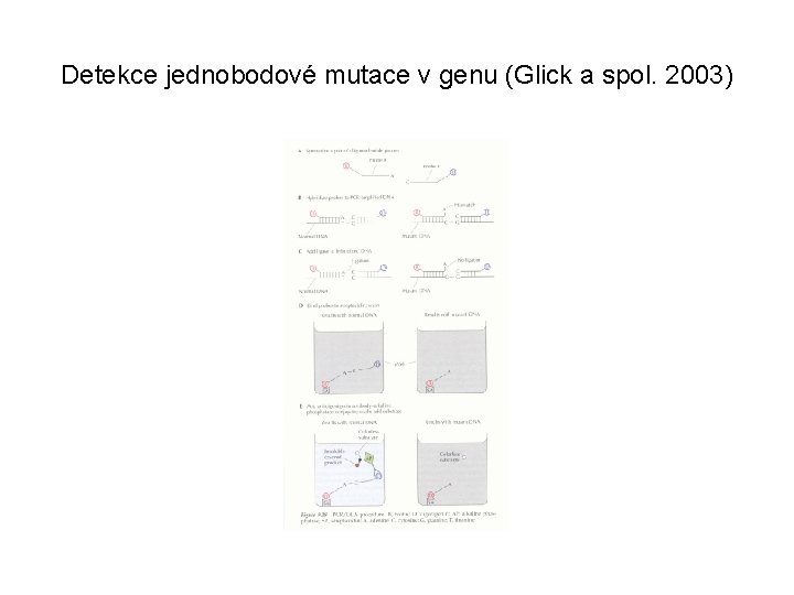 Detekce jednobodové mutace v genu (Glick a spol. 2003) 