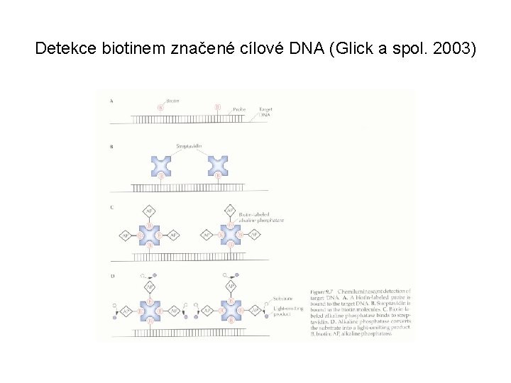 Detekce biotinem značené cílové DNA (Glick a spol. 2003) 