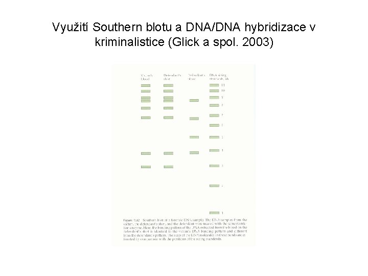 Využití Southern blotu a DNA/DNA hybridizace v kriminalistice (Glick a spol. 2003) 