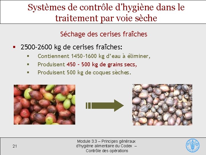 Systèmes de contrôle d’hygiène dans le traitement par voie sèche Séchage des cerises fraîches