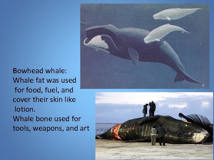 Bowhead whale: Whale fat was used for food, fuel, and cover their skin like