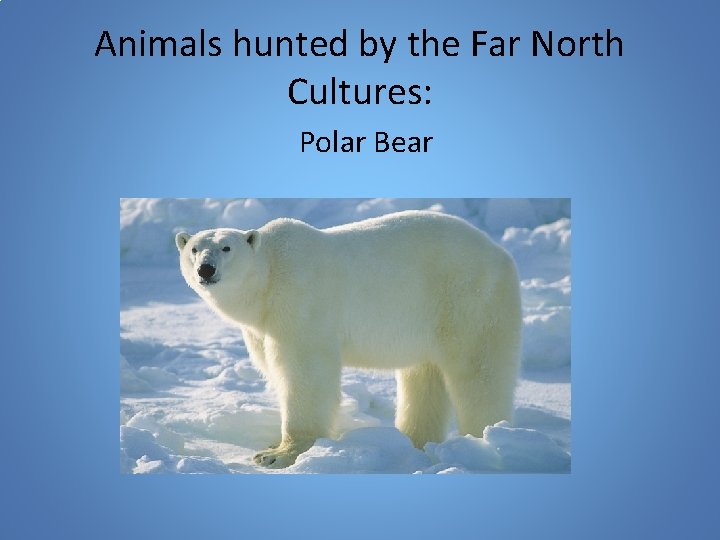 Animals hunted by the Far North Cultures: Polar Bear 