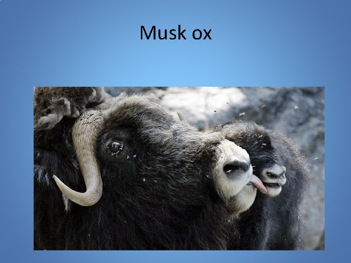 Musk ox 