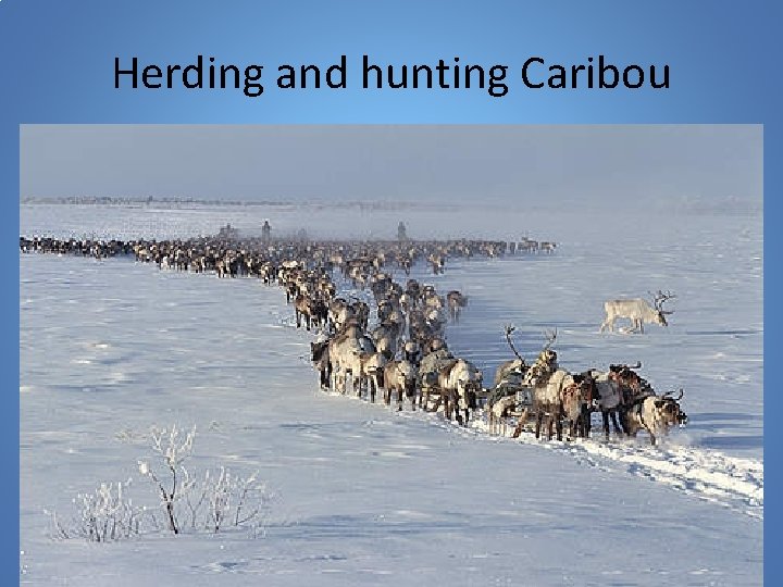Herding and hunting Caribou 