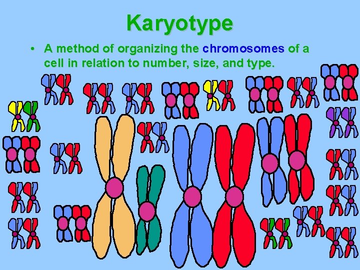 Karyotype • A method of organizing the chromosomes of a cell in relation to