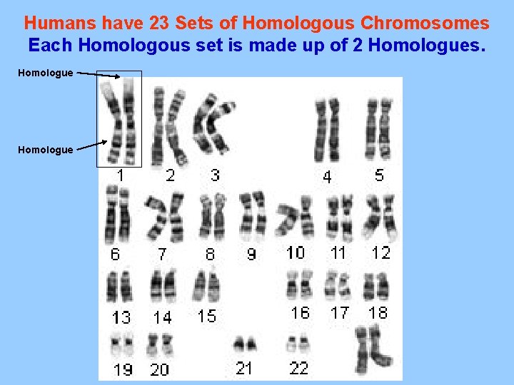 Humans have 23 Sets of Homologous Chromosomes Each Homologous set is made up of