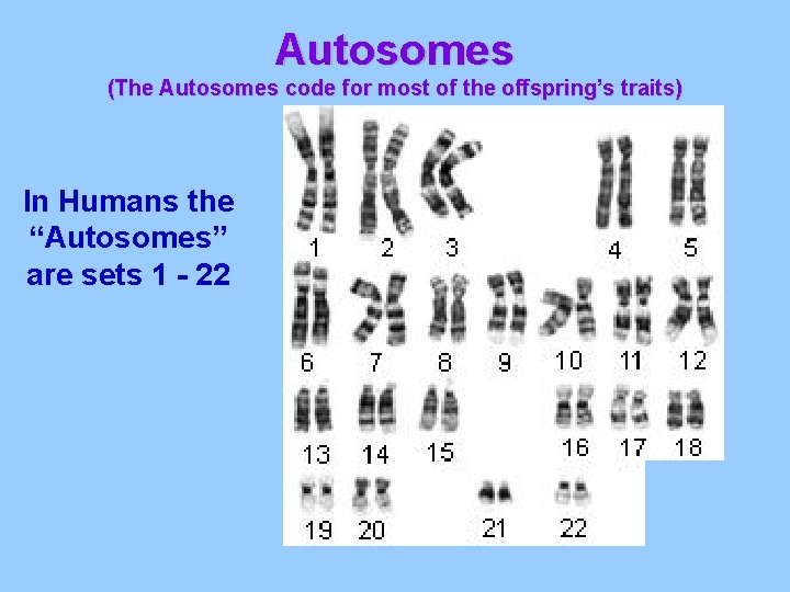 Autosomes (The Autosomes code for most of the offspring’s traits) In Humans the “Autosomes”