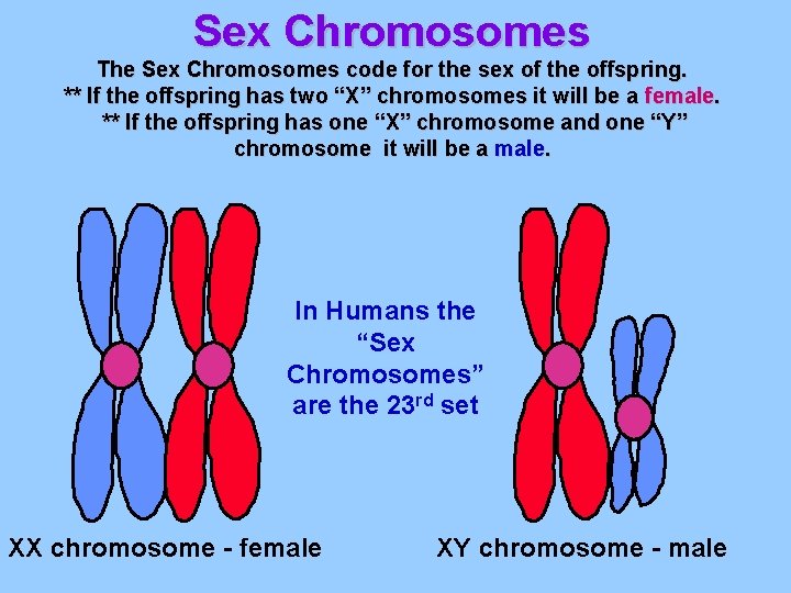 Sex Chromosomes The Sex Chromosomes code for the sex of the offspring. ** If