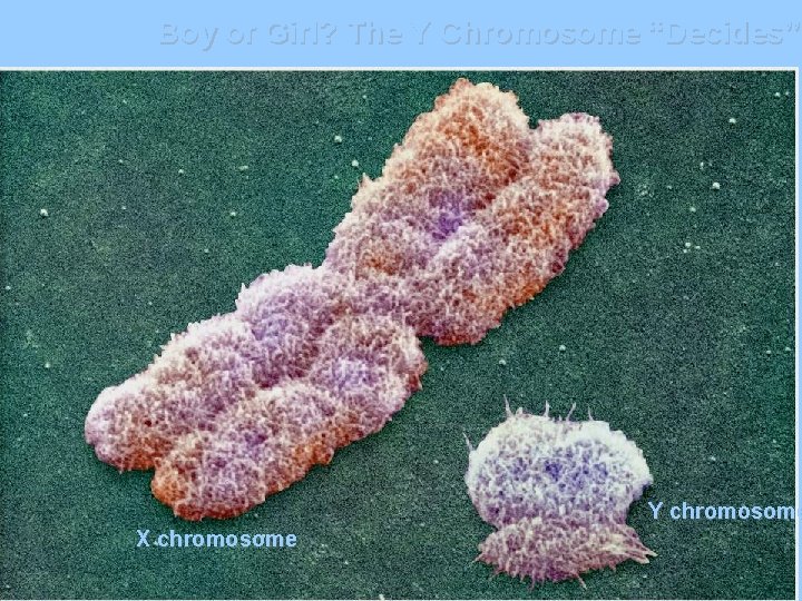 Boy or Girl? The Y Chromosome “Decides” Y chromosome X chromosome 