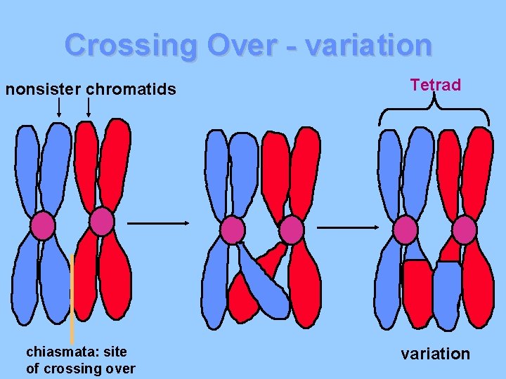 Crossing Over - variation nonsister chromatids chiasmata: site of crossing over Tetrad variation 