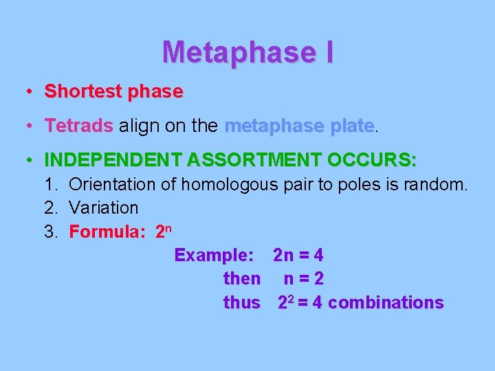 Metaphase I • Shortest phase • Tetrads align on the metaphase plate • INDEPENDENT