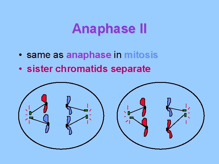 Anaphase II • same as anaphase in mitosis • sister chromatids separate 