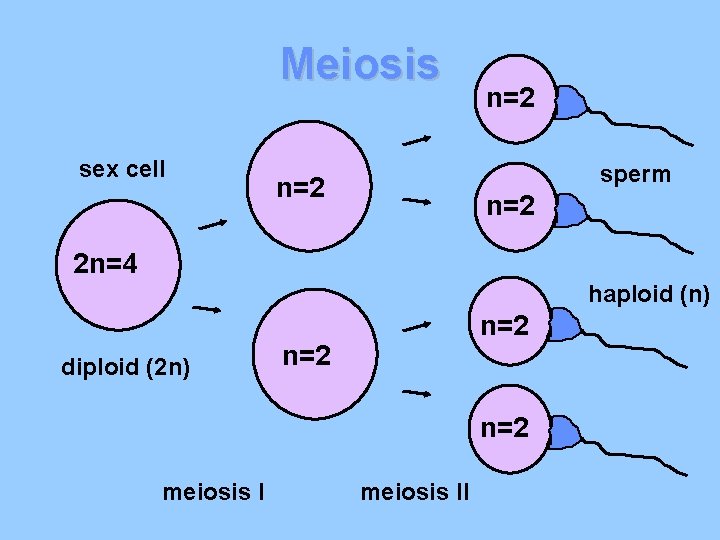 Meiosis sex cell n=2 sperm n=2 2 n=4 haploid (n) diploid (2 n) n=2