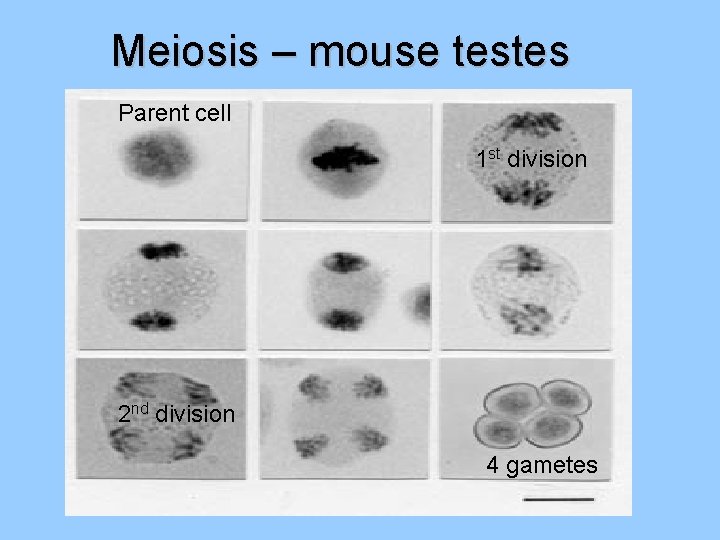 Meiosis – mouse testes Parent cell 1 st division 2 nd division 4 gametes