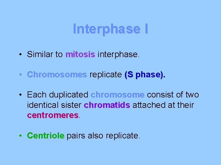 Interphase I • Similar to mitosis interphase. • Chromosomes replicate (S phase). • Each