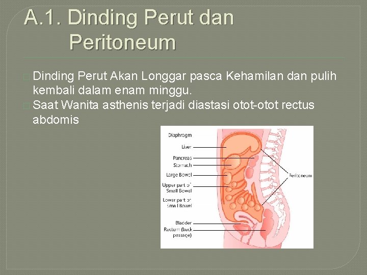 A. 1. Dinding Perut dan Peritoneum � Dinding Perut Akan Longgar pasca Kehamilan dan