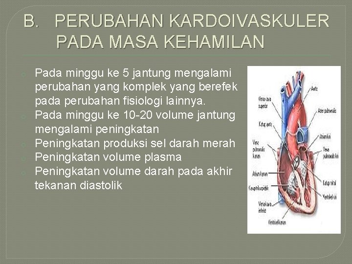 B. PERUBAHAN KARDOIVASKULER PADA MASA KEHAMILAN o o o Pada minggu ke 5 jantung