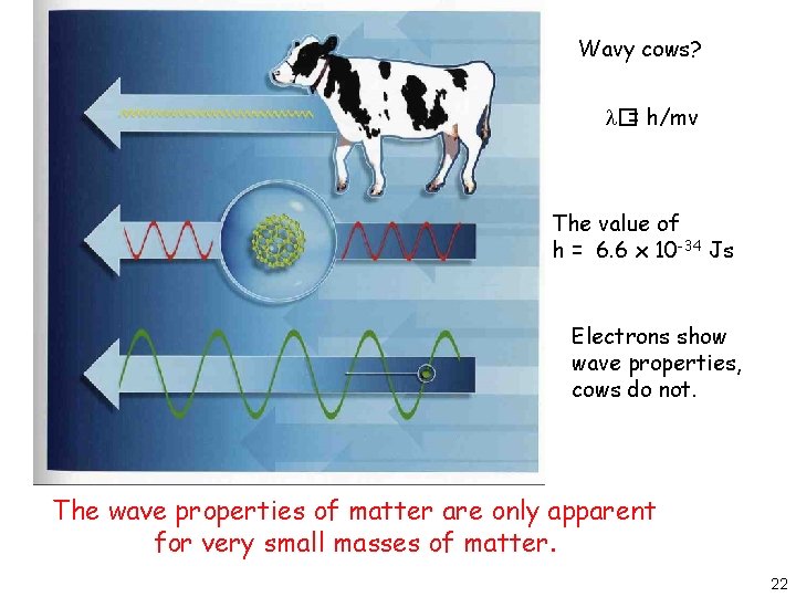 Wavy cows? � = h/mv The value of h = 6. 6 x 10