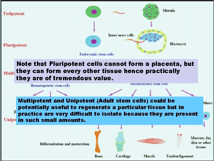 Note that Pluripotent cells cannot form a placenta, but they can form every other