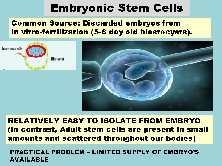 Embryonic Stem Cells Common Source: Discarded embryos from in vitro-fertilization (5 -6 day old