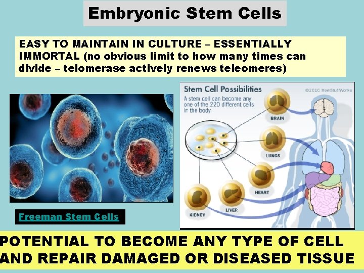 Embryonic Stem Cells EASY TO MAINTAIN IN CULTURE – ESSENTIALLY IMMORTAL (no obvious limit
