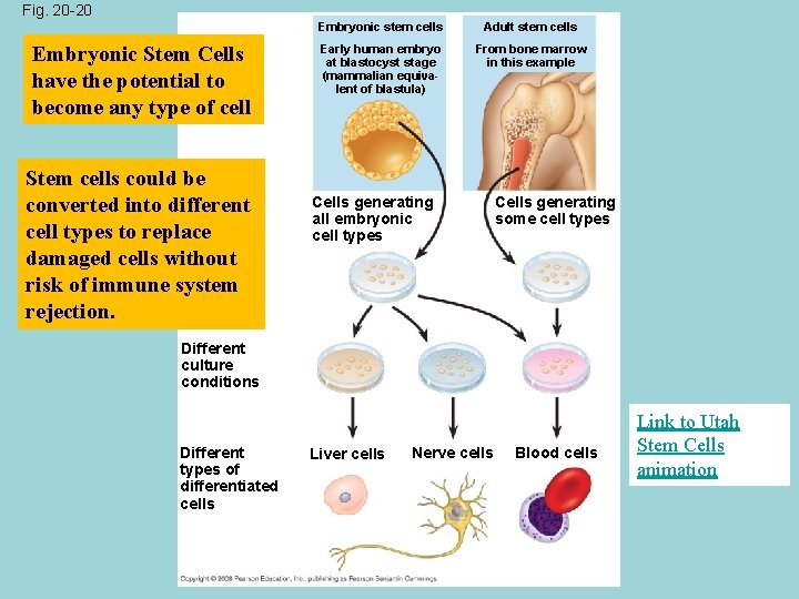 Fig. 20 -20 Embryonic Stem Cells have the potential to become any type of