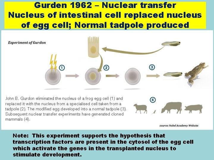 Gurden 1962 – Nuclear transfer Nucleus of intestinal cell replaced nucleus of egg cell;