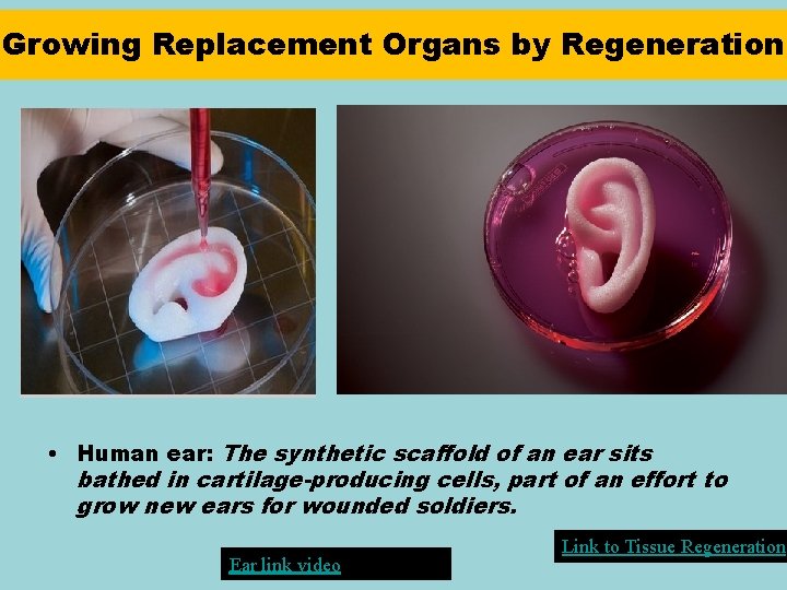 Growing Replacement Organs by Regeneration • Human ear: The synthetic scaffold of an ear