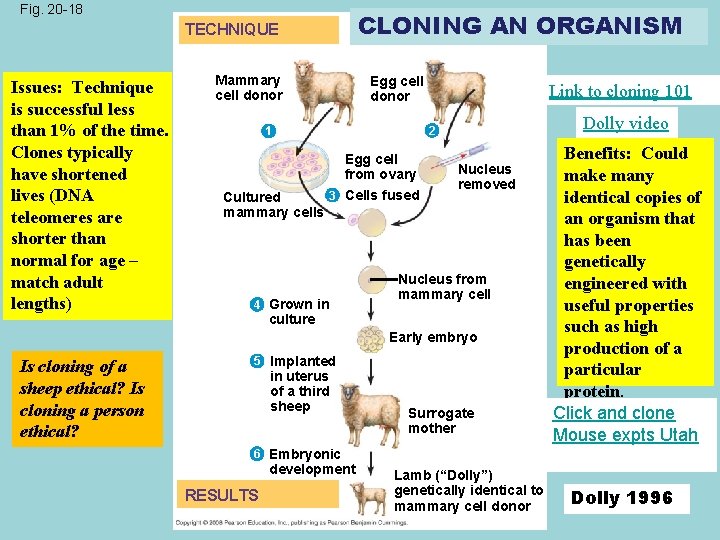 Fig. 20 -18 CLONING AN ORGANISM TECHNIQUE Issues: Technique is successful less than 1%